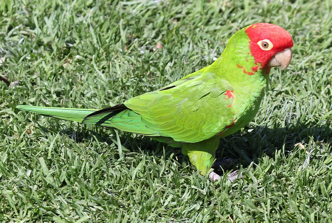 Red-masked Conures care guide photo for conure housing, diet, and handling planning.