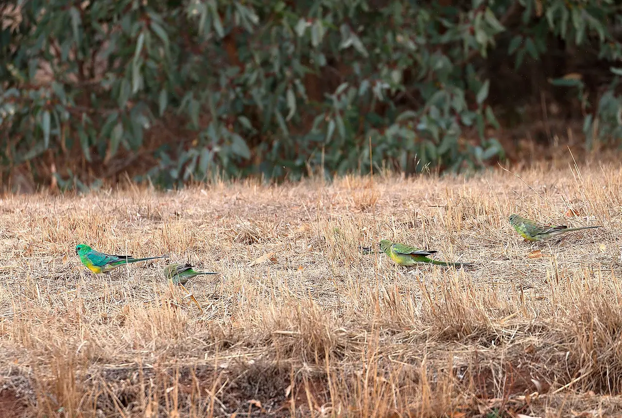 Red-rumped Parrots care guide photo for parakeet and small parrot housing, diet, and handling planning.