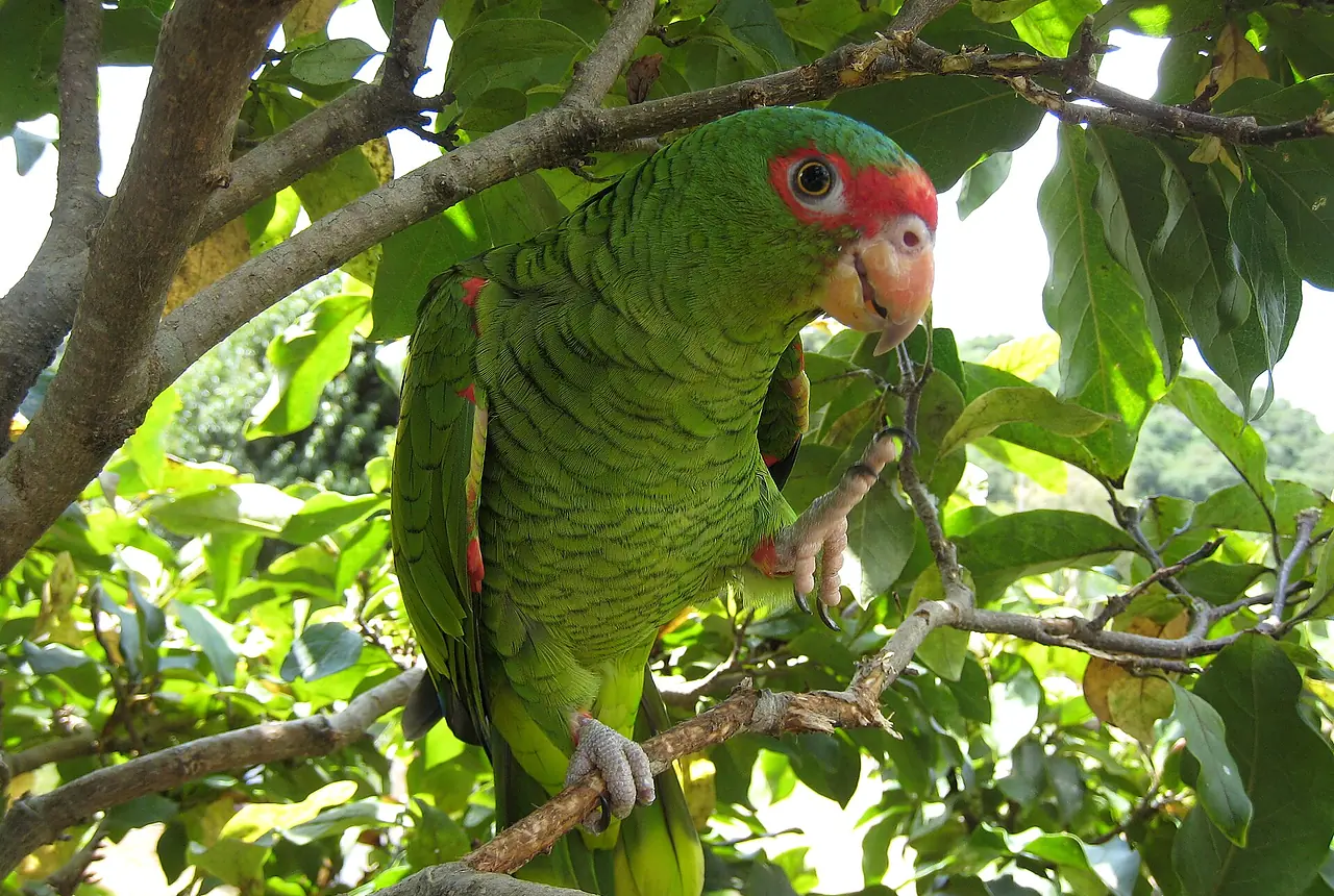 Red-spectacled Amazons care guide photo for amazon parrot housing, diet, and handling planning.