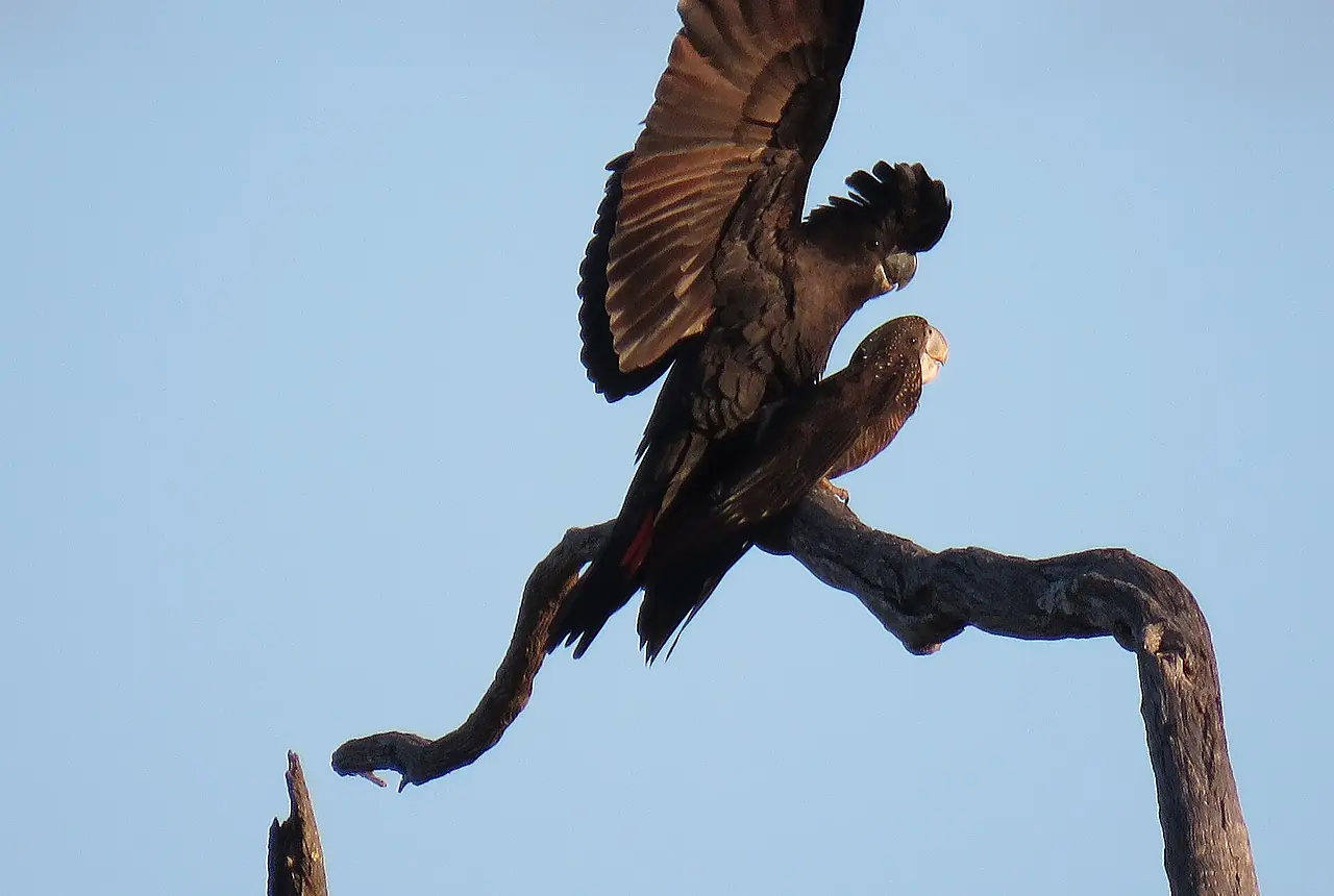 Red-tailed Black Cockatoos care guide photo for cockatoo housing, diet, and handling planning.