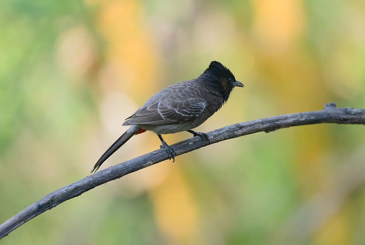 Red-vented Bulbuls care guide photo for softbill housing, diet, and handling planning.