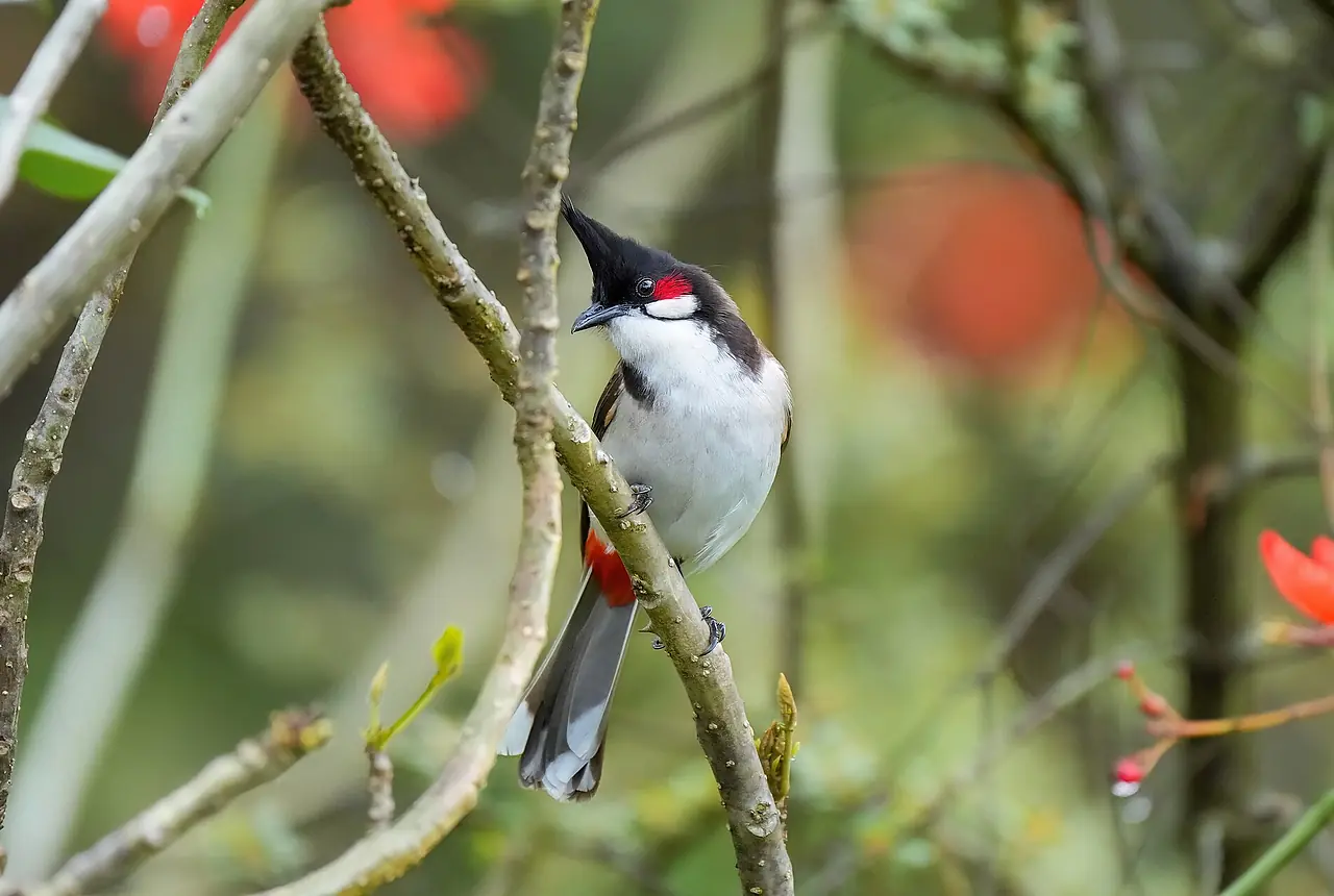 Red-whiskered Bulbuls care guide photo for softbill housing, diet, and handling planning.