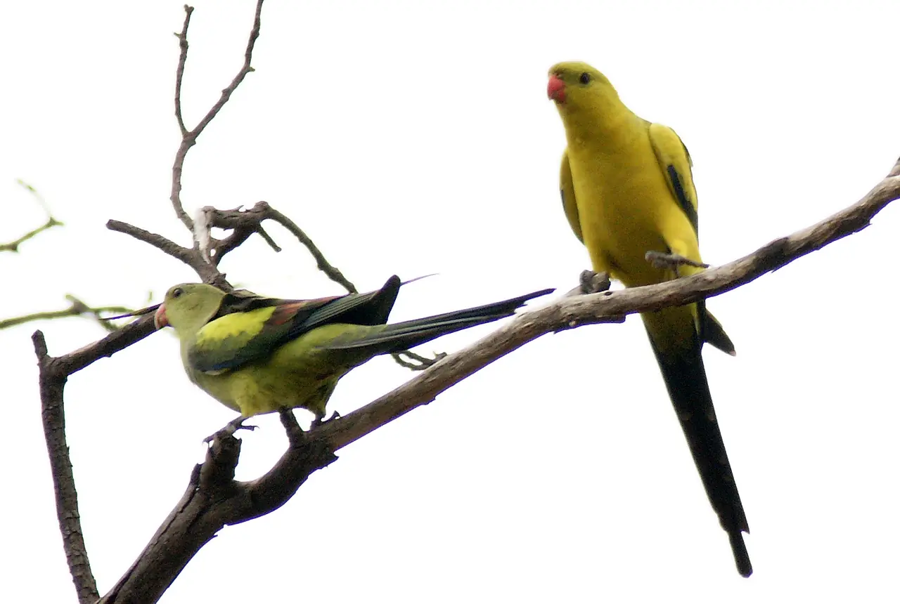 Regent Parrots care guide photo for parakeet and small parrot housing, diet, and handling planning.