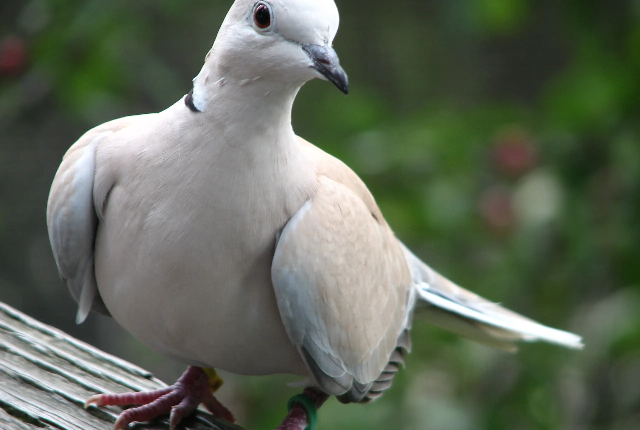 Pale Ringneck Dove standing on weathered wood against soft green foliage, with a dark neck ring, glossy eye, bill, wings, and feet in sharp view.