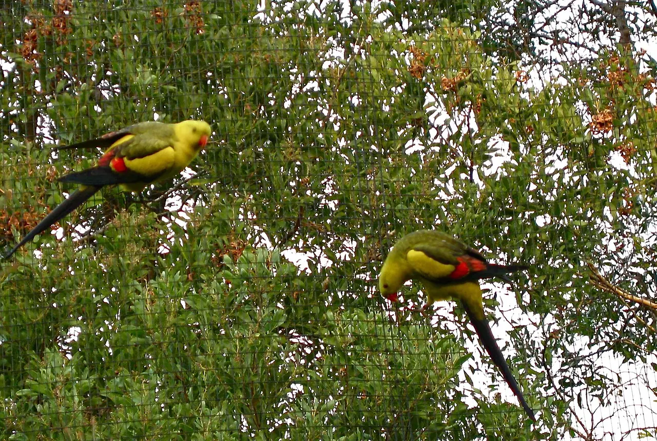 Rock Pebblers care guide photo for parakeet and small parrot housing, diet, and handling planning.