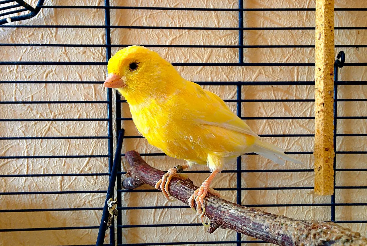 Roller Canaries care guide photo for canary housing, diet, and handling planning.