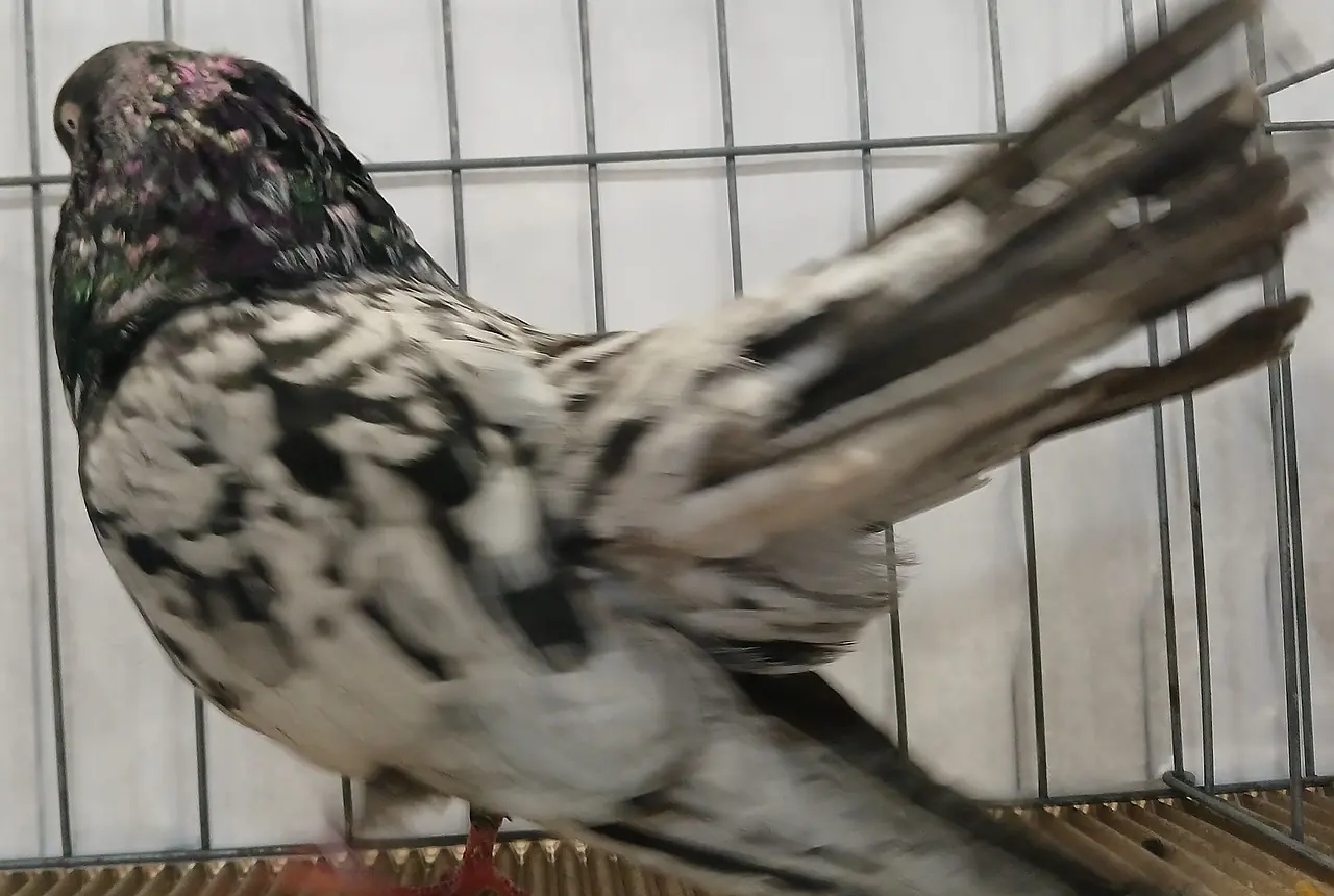 Roller Pigeons care guide photo for dove and pigeon housing, diet, and handling planning.