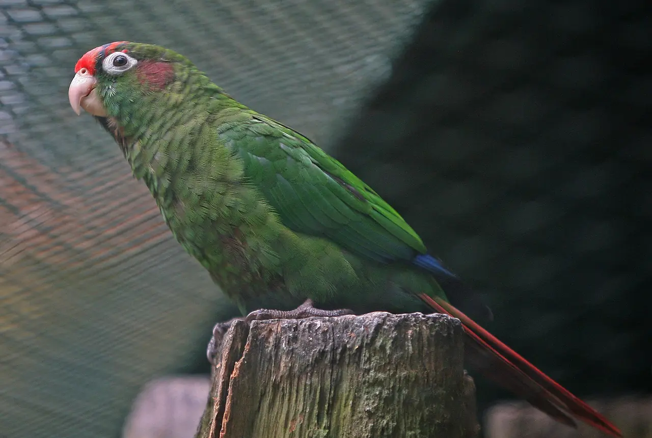 Rose-crowned Conures care guide photo for conure housing, diet, and handling planning.