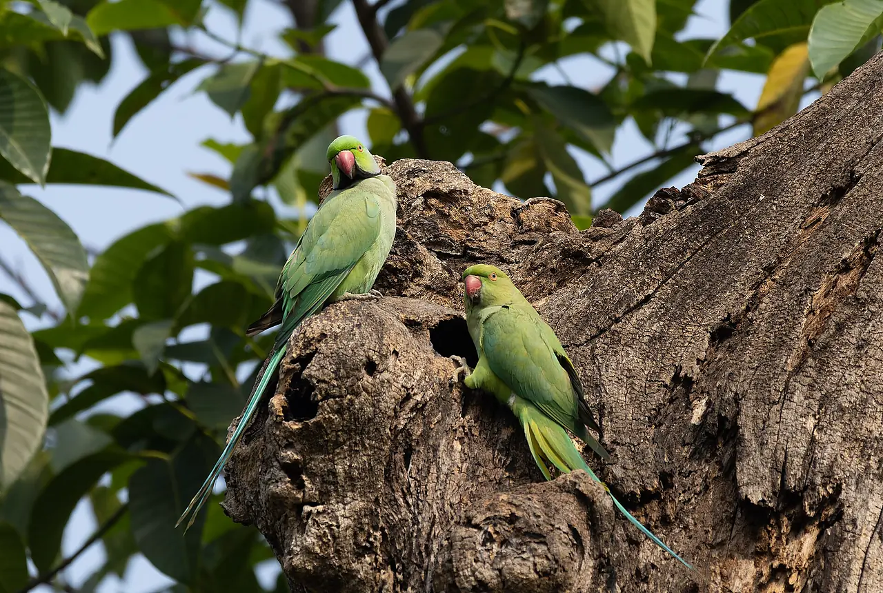 Rose-ringed Parakeets care guide photo for parakeet and small parrot housing, diet, and handling planning.