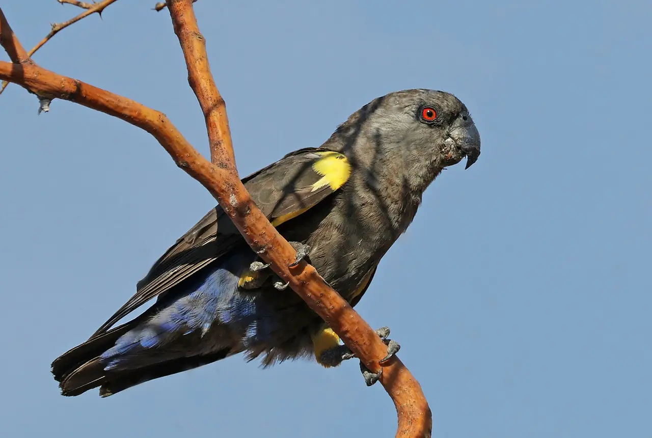 Rueppell's Parrots care guide photo for african parrot housing, diet, and handling planning.