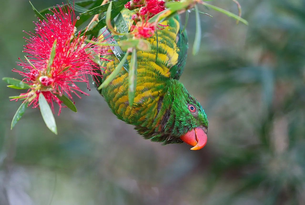 Scaly-breasted Lorikeets care guide photo for lory and lorikeet housing, diet, and handling planning.