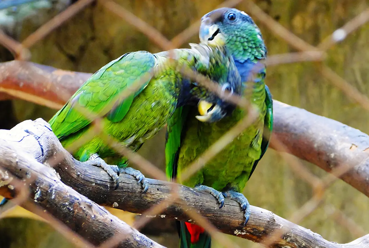 Scaly-headed Pionus care guide photo for pionus parrot housing, diet, and handling planning.