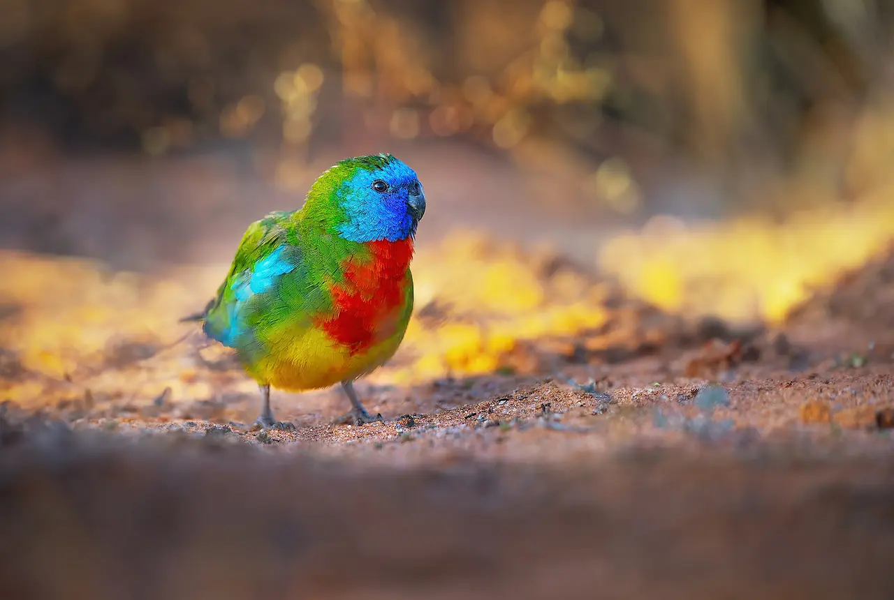 Scarlet-chested Parrots care guide photo for parakeet and small parrot housing, diet, and handling planning.