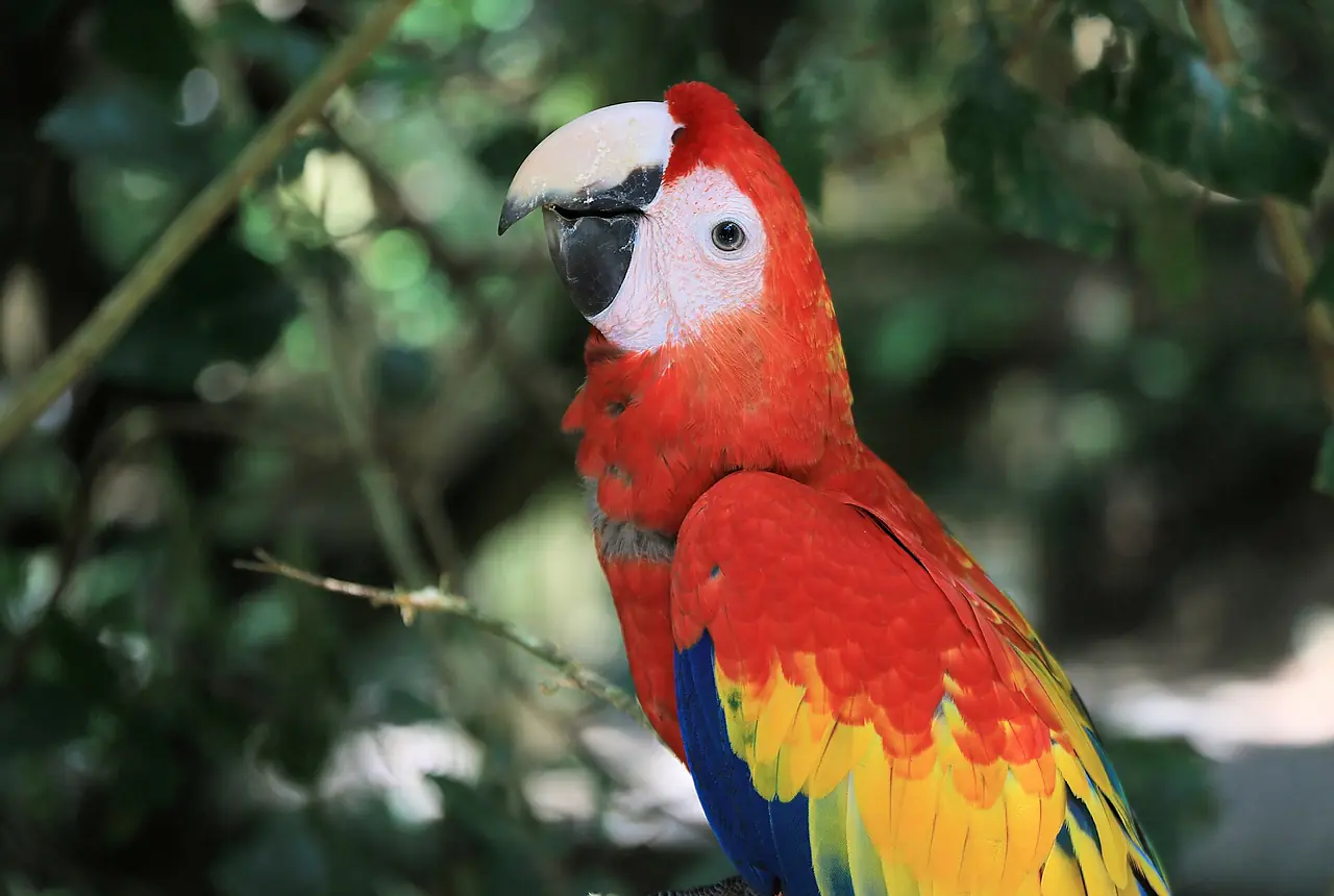Scarlet Macaws care guide photo for macaw housing, diet, and handling planning.