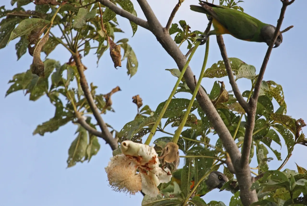 Senegal Parrots care guide photo for companion bird housing, diet, and handling planning.