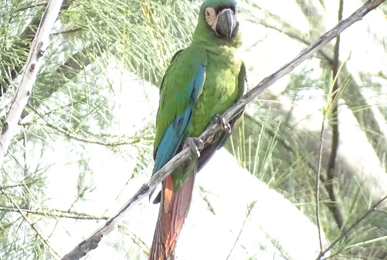 Severe Macaws care guide photo for macaw housing, diet, and handling planning.