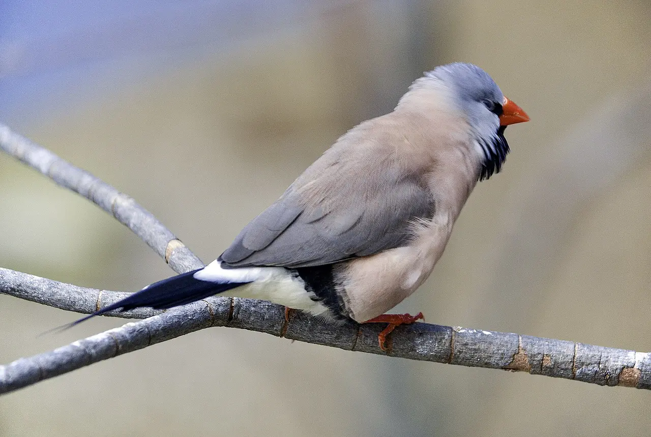 Shaft-tail Finches care guide photo for finch and waxbill housing, diet, and handling planning.