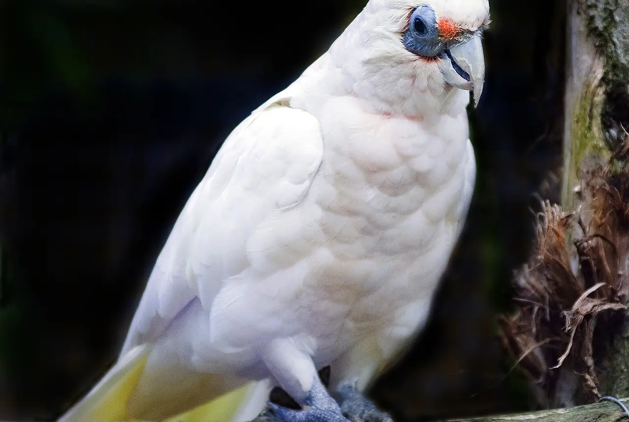 Slender-billed Corellas care guide photo for cockatoo housing, diet, and handling planning.
