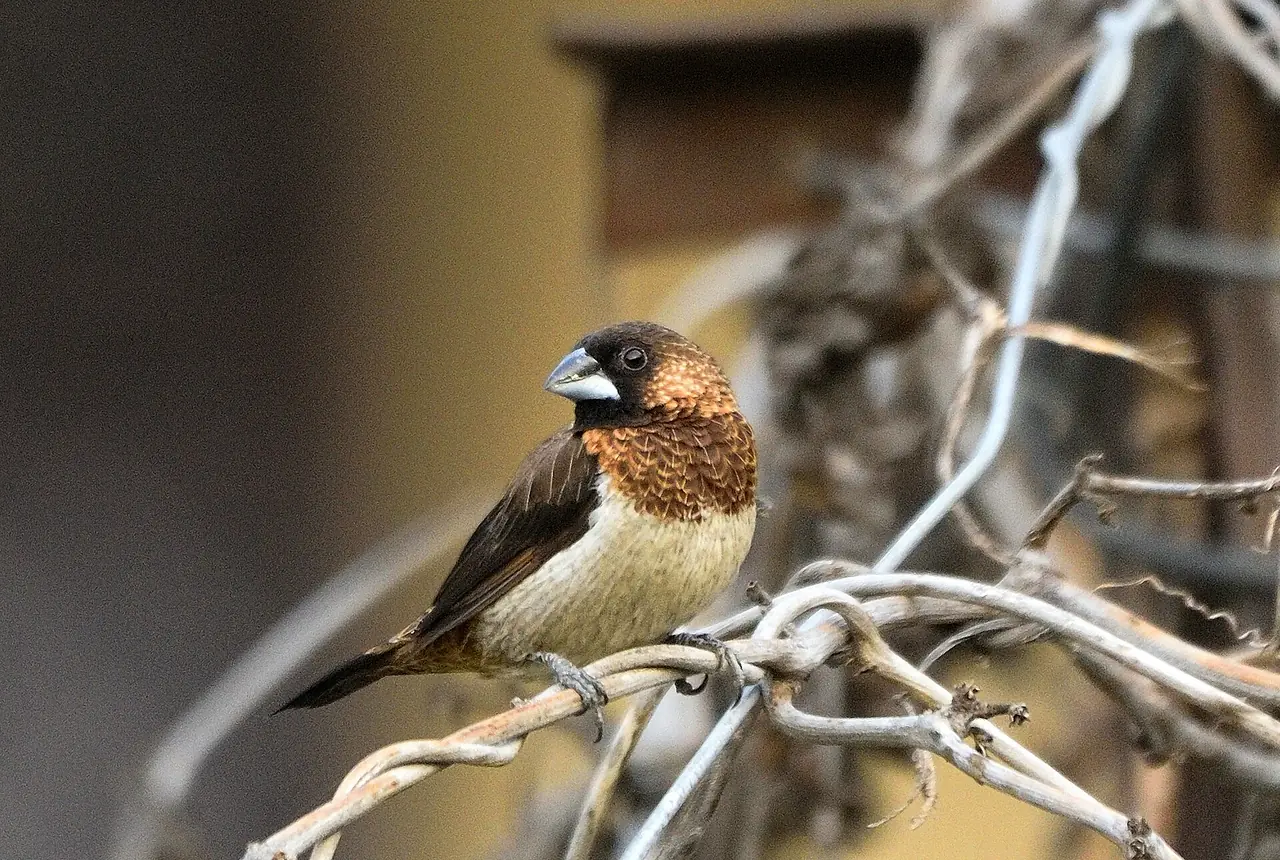Society Finches care guide photo for finch and waxbill housing, diet, and handling planning.