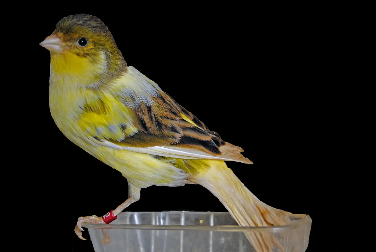 Spanish Timbrado Canaries care guide photo for canary housing, diet, and handling planning.