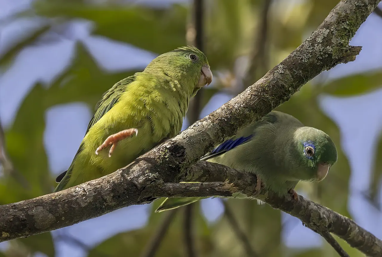 Spectacled Parrotlets care guide photo for parakeet and small parrot housing, diet, and handling planning.