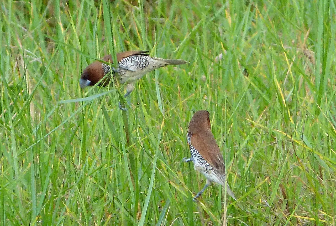 Spice Finches care guide photo for finch and waxbill housing, diet, and handling planning.