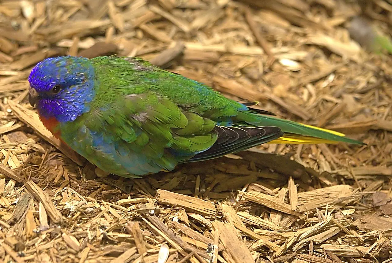 Splendid Parakeets care guide photo for parakeet and small parrot housing, diet, and handling planning.