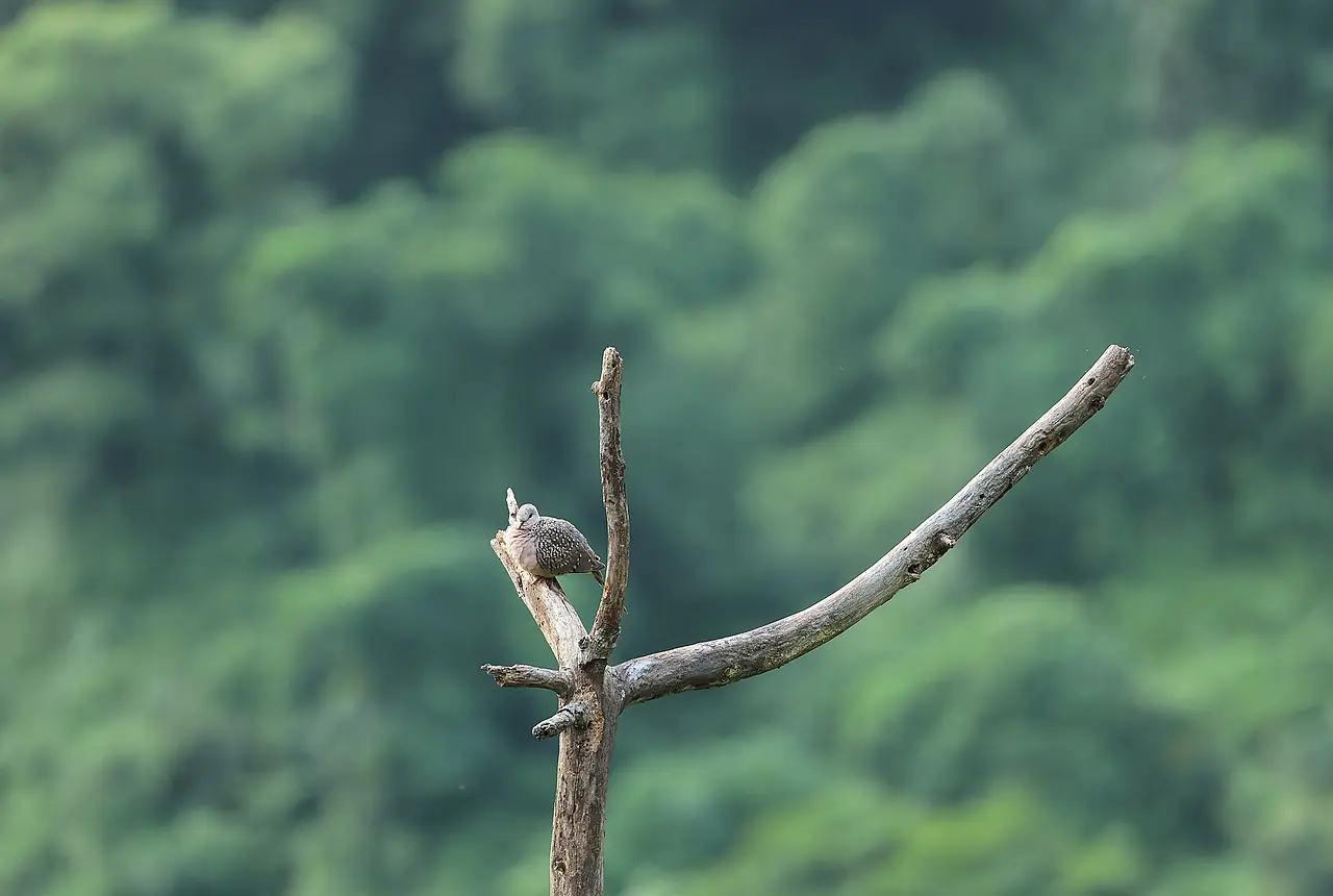 Spotted Doves care guide photo for dove and pigeon housing, diet, and handling planning.
