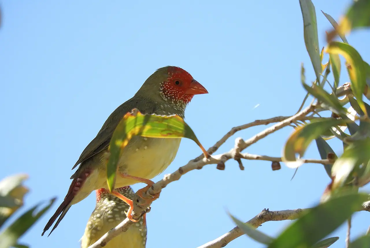 Star Finches care guide photo for finch and waxbill housing, diet, and handling planning.
