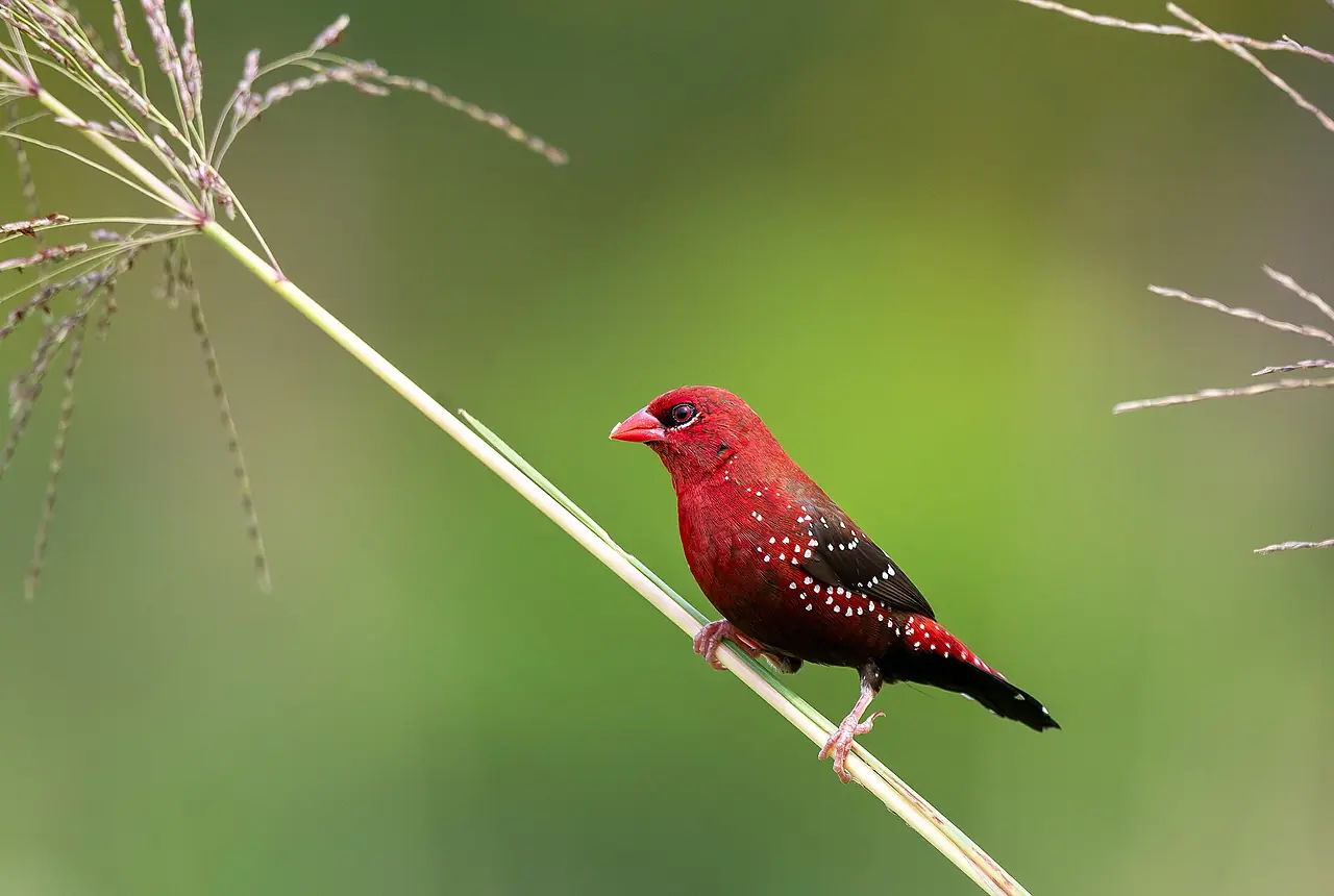 Strawberry Finches care guide photo for finch and waxbill housing, diet, and handling planning.