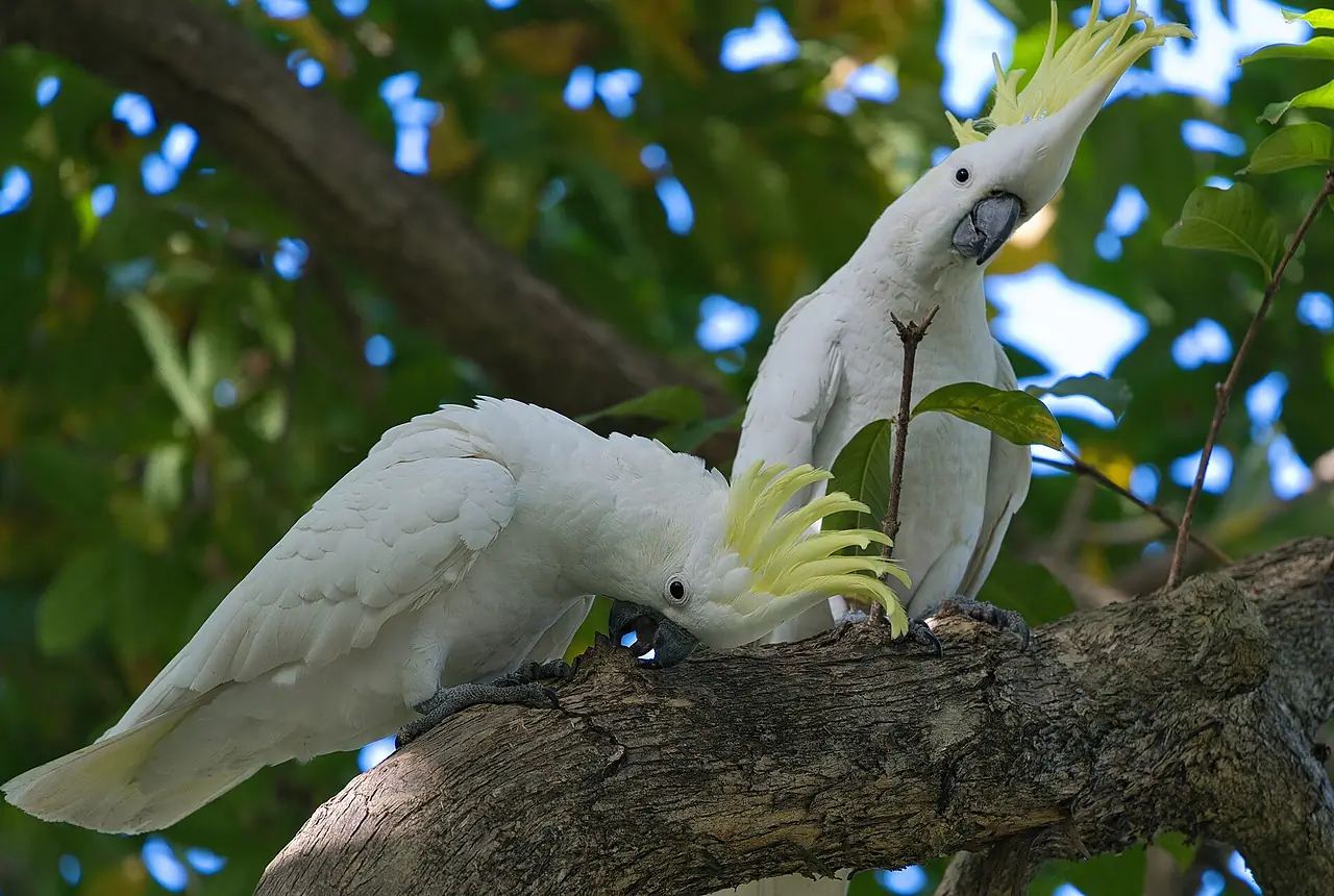 Sulphur-crested Cockatoos care guide photo for cockatoo housing, diet, and handling planning.