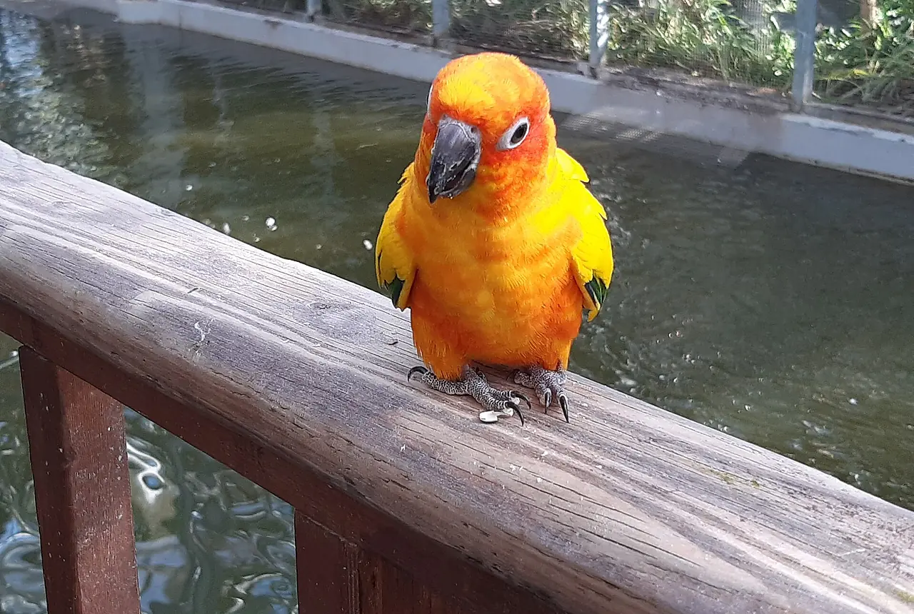 Sun Conures care guide photo for conure housing, diet, and handling planning.