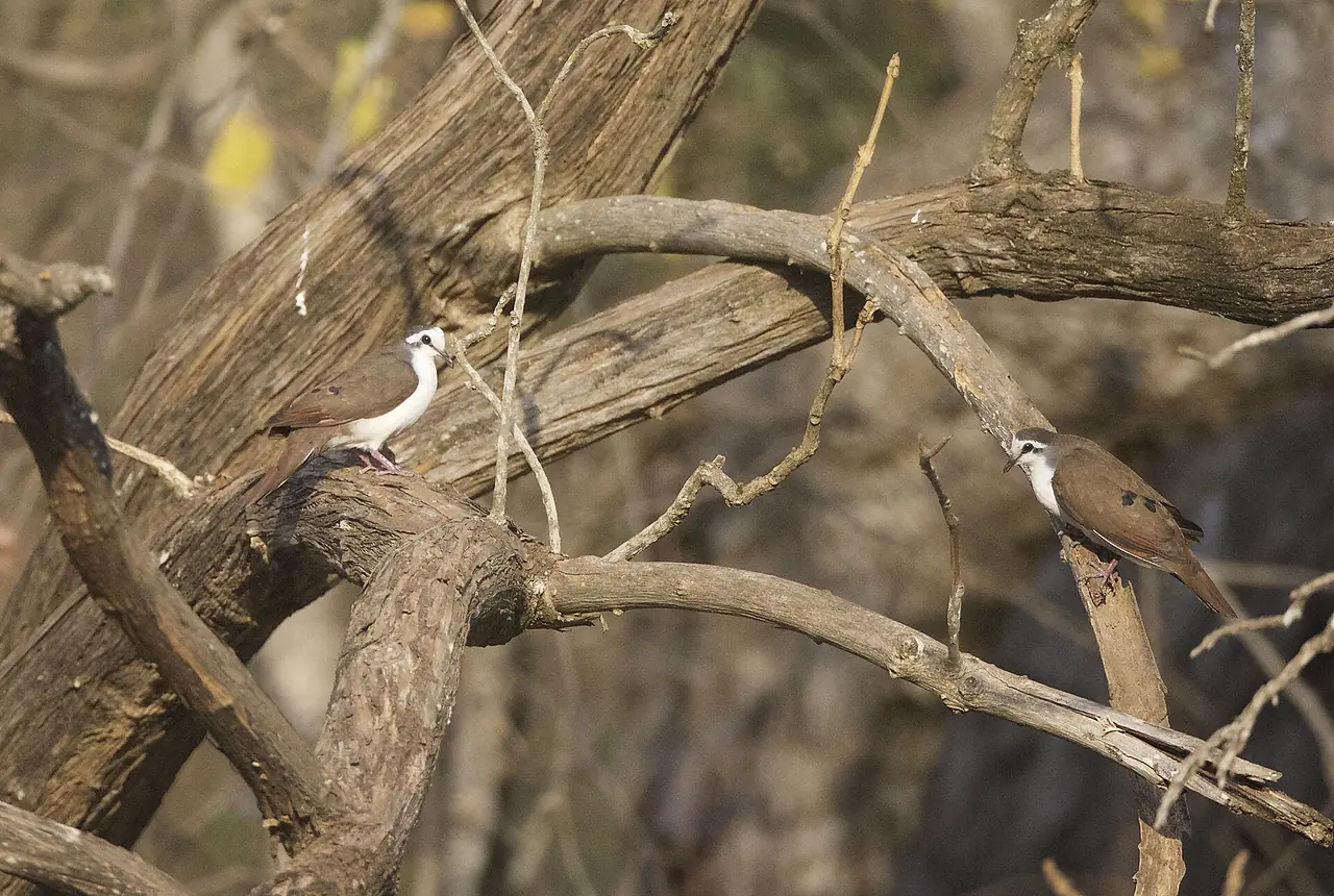 Tambourine Doves care guide photo for dove and pigeon housing, diet, and handling planning.