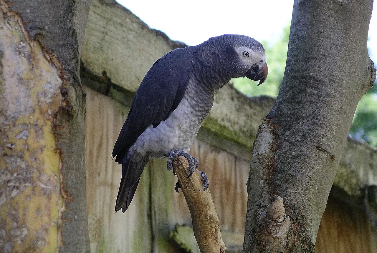 Timneh African Greys care guide photo for large parrot housing, diet, and handling planning.