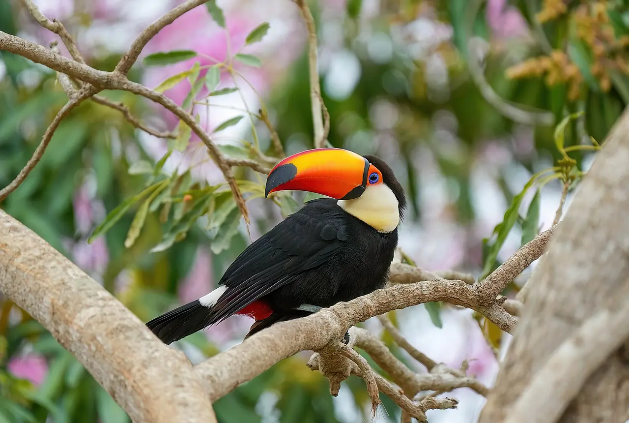 Toco Toucans care guide photo for softbill housing, diet, and handling planning.