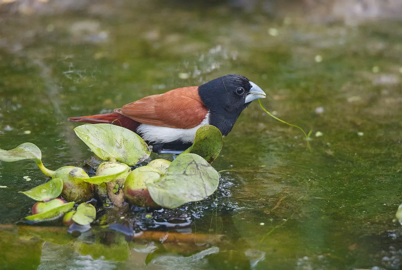 Tricolored Mannikins care guide photo for finch and waxbill housing, diet, and handling planning.