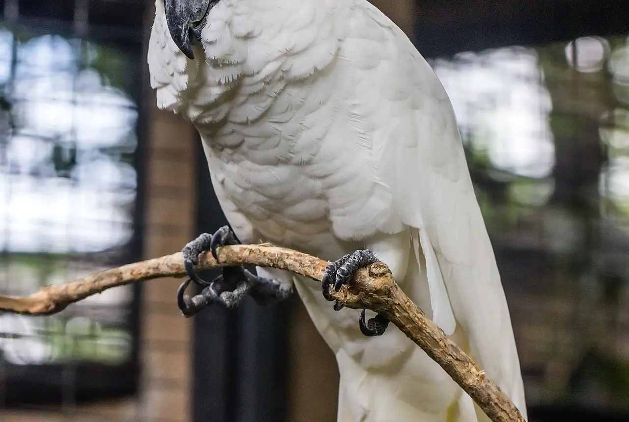 Triton Cockatoos care guide photo for cockatoo housing, diet, and handling planning.