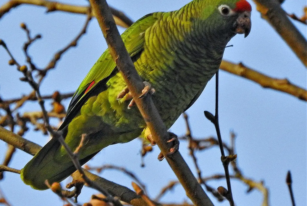 Tucuman Amazons care guide photo for amazon parrot housing, diet, and handling planning.