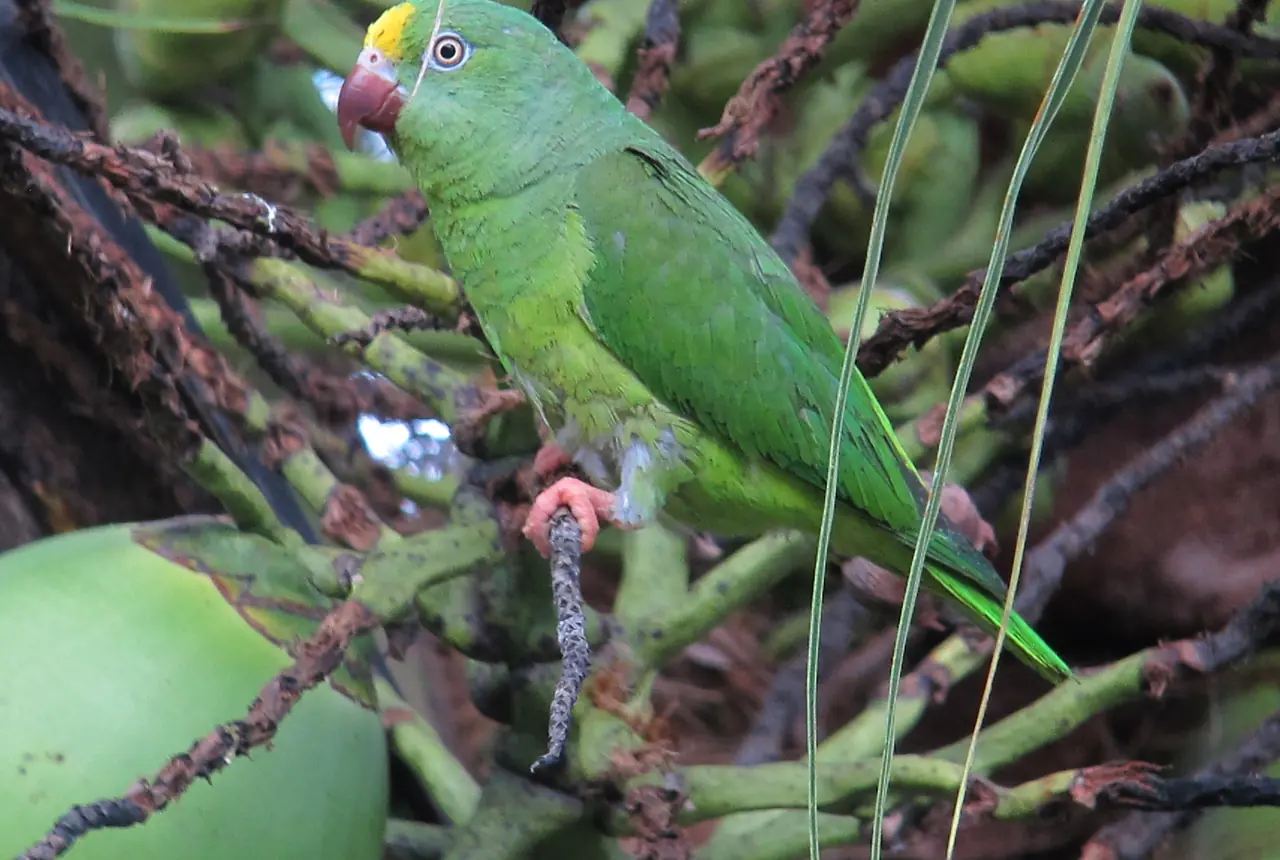 Tui Parakeets care guide photo for parakeet and small parrot housing, diet, and handling planning.