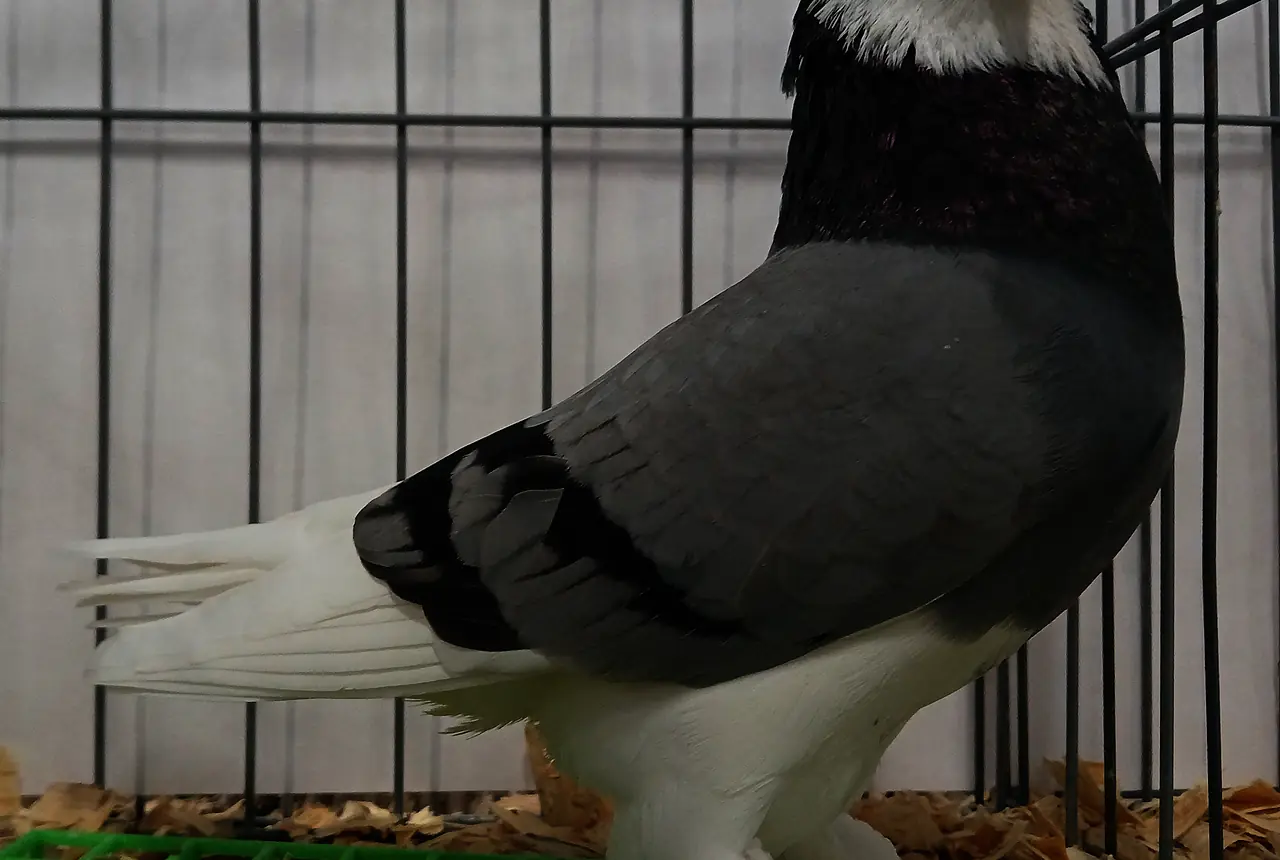 Tumbler Pigeons care guide photo for dove and pigeon housing, diet, and handling planning.