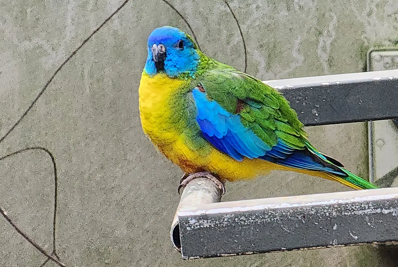 Turquoise Parrots care guide photo for parakeet and small parrot housing, diet, and handling planning.