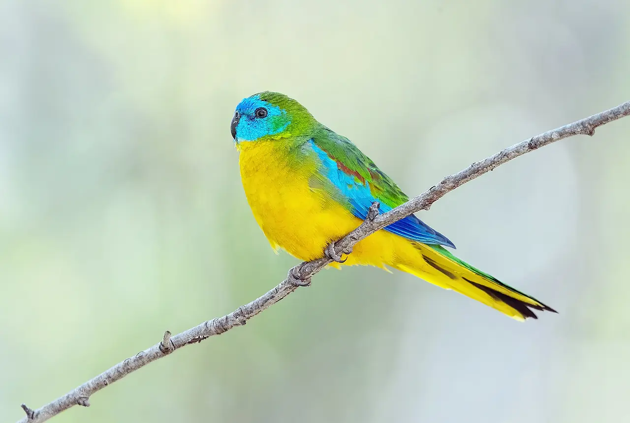 Turquoisine Parrots care guide photo for parakeet and small parrot housing, diet, and handling planning.