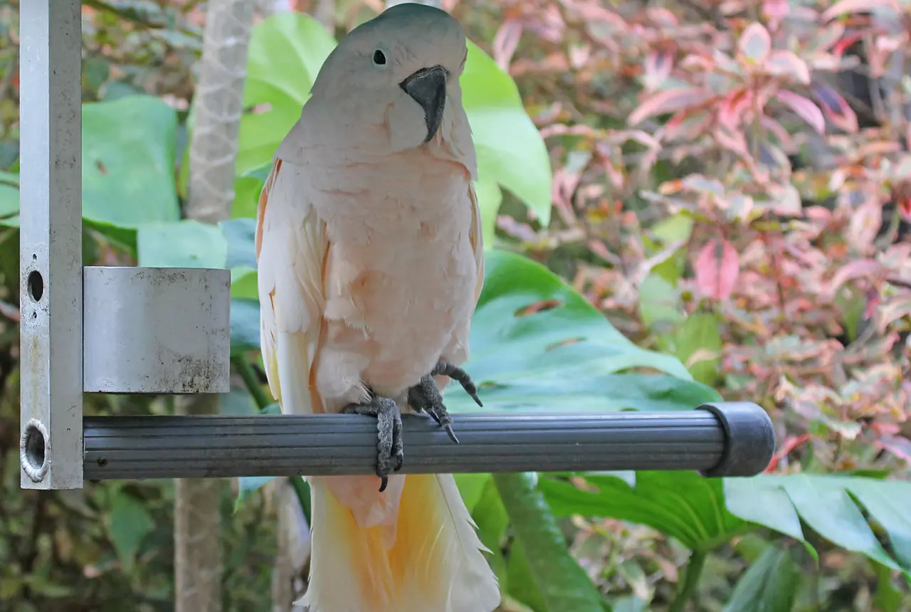 Umbrella Cockatoos care guide photo for cockatoo housing, diet, and handling planning.