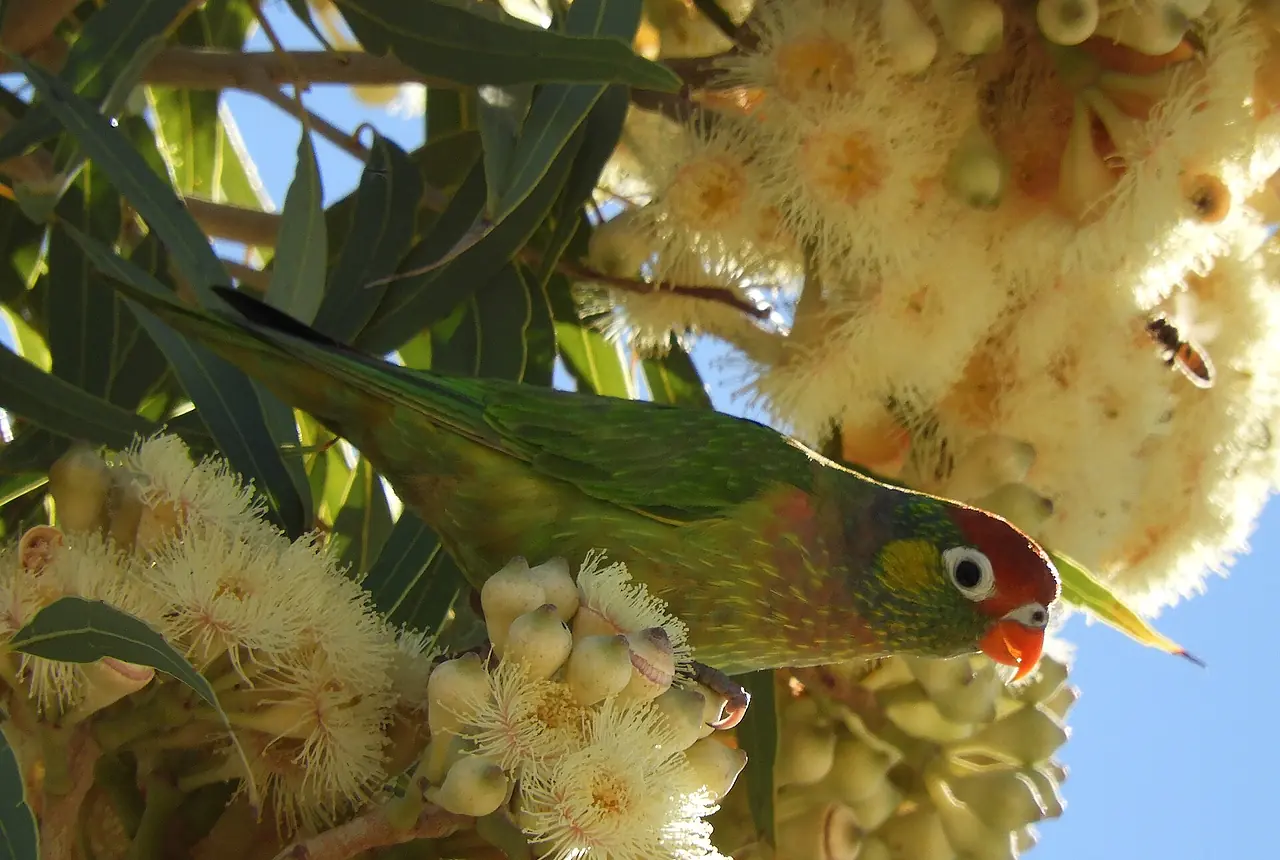 Varied Lorikeets care guide photo for lory and lorikeet housing, diet, and handling planning.
