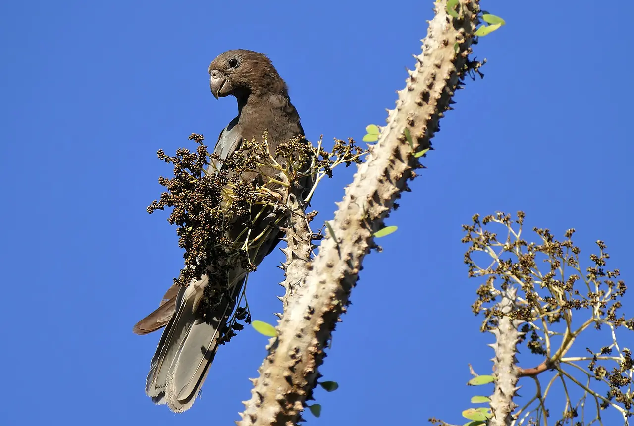 Vasa Parrots care guide photo for large parrot housing, diet, and handling planning.