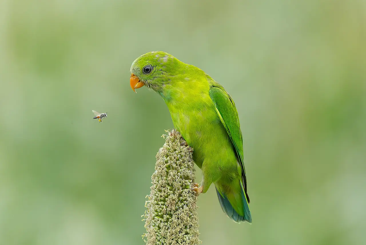 Vernal Hanging Parrots care guide photo for softbill housing, diet, and handling planning.