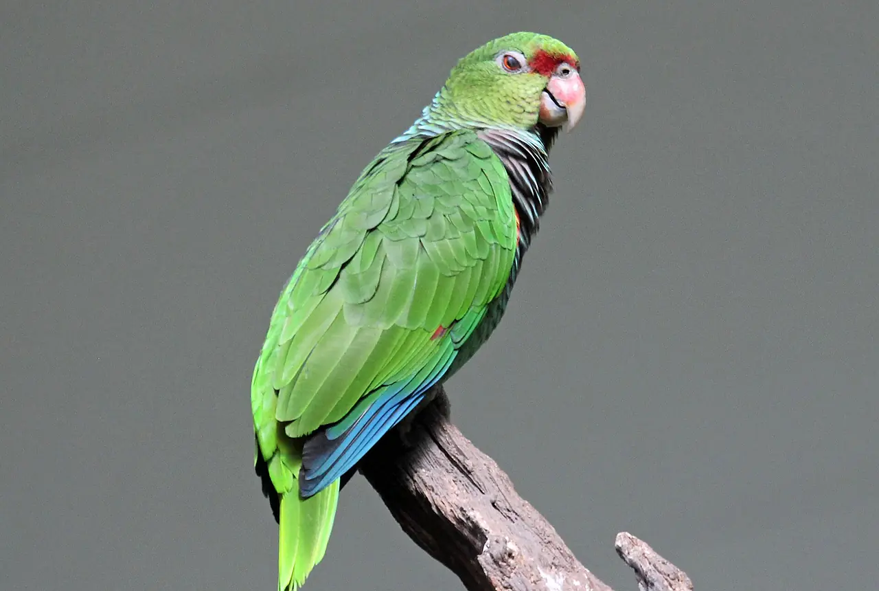 Vinaceous Amazons care guide photo for amazon parrot housing, diet, and handling planning.