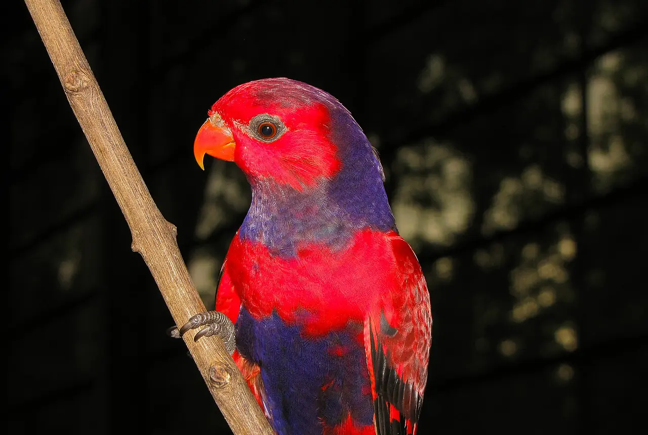 Violet-necked Lories care guide photo for lory and lorikeet housing, diet, and handling planning.