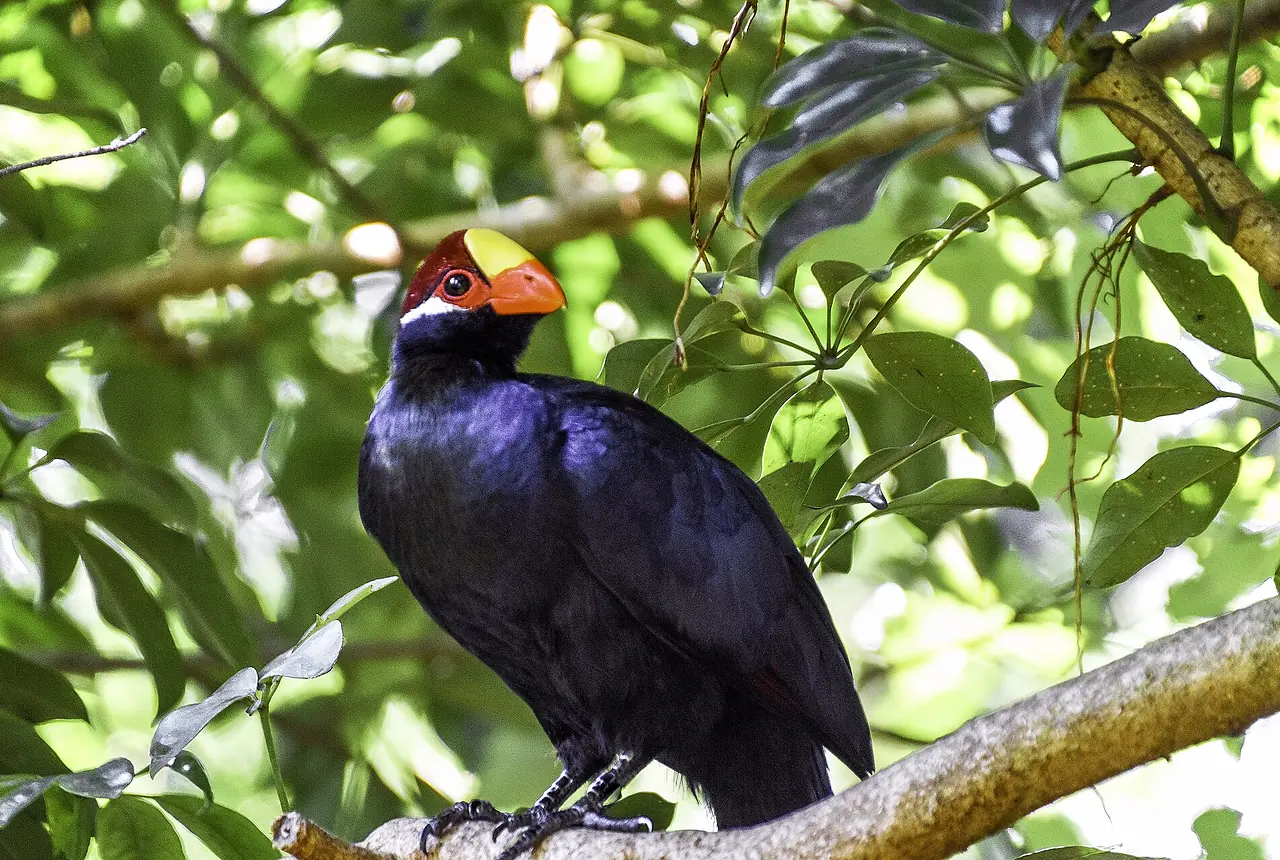 Violet Turacos care guide photo for softbill housing, diet, and handling planning.