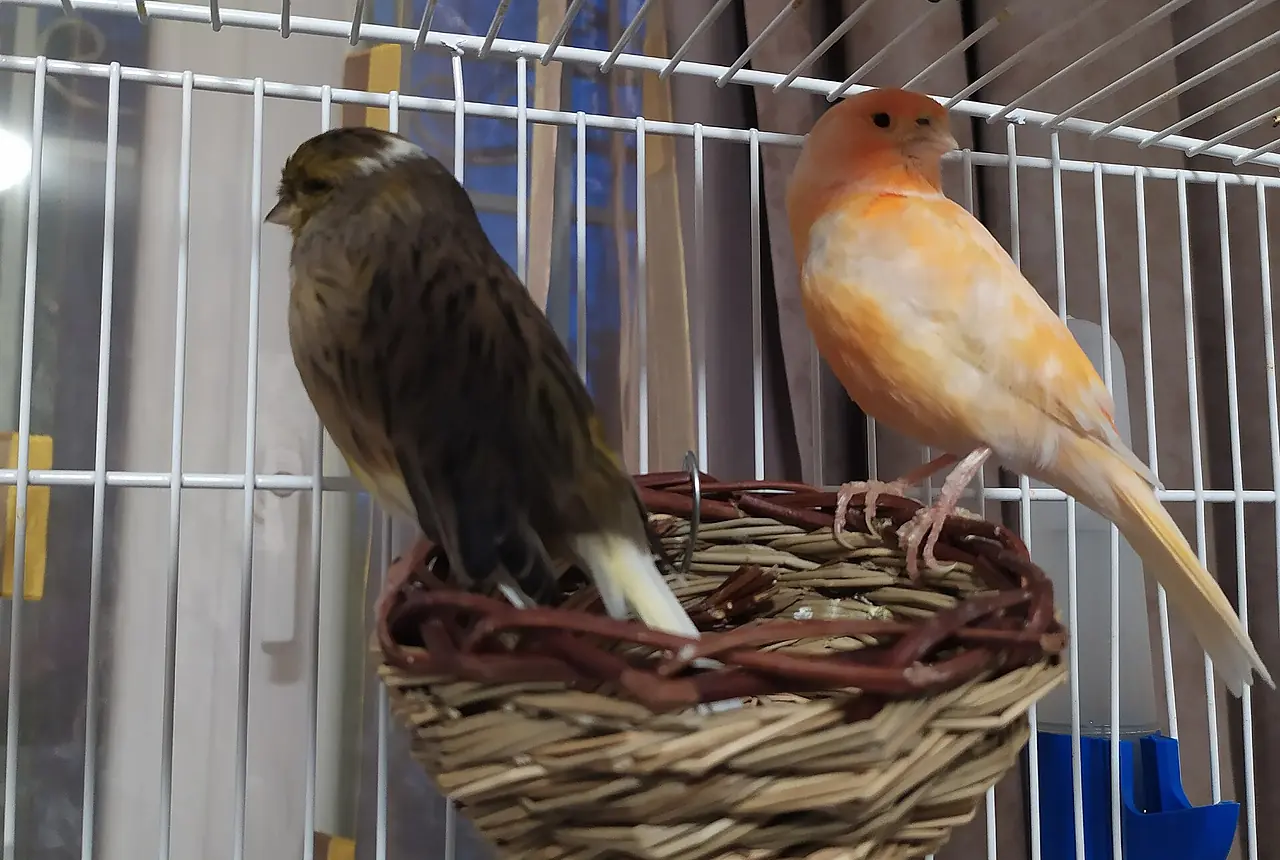 Waterslager Canaries care guide photo for canary housing, diet, and handling planning.